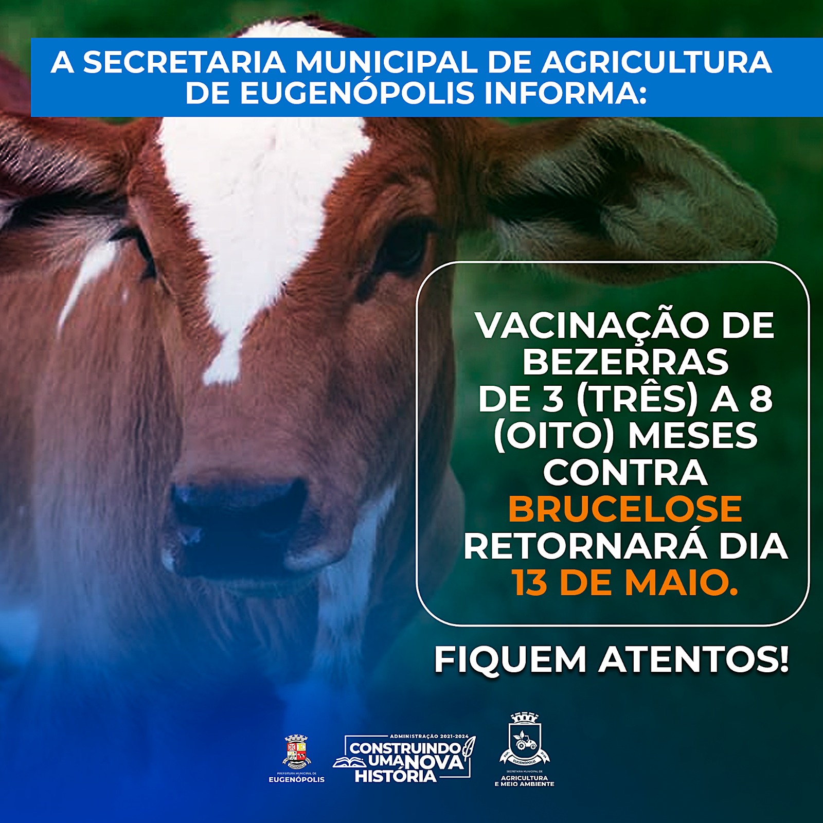 Vacinação de Bezerras de 3 (três) a 8 (oito) meses Contra BRUCELOSE 